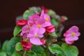 Pink Saintpaulias flowers, African violets Royalty Free Stock Photo