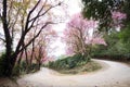 Pink Sakura and Arch Street.