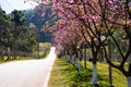 Pink sakura with beautiful road Doi Ang Khang, Chiang Mai , Thai