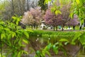 Pink sakura blooms on the shore of the lake in the park. Royalty Free Stock Photo