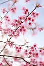 Pink Sakura Blossom