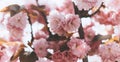 Pink sakura blossom on background sun flare, macro cherry tree in spring garden, beautiful romantic flowers for card clean space Royalty Free Stock Photo