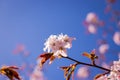 Pink Sakura blossom branch under Sakura tree shade behind sunlight ray and blue sky in background.magnificent cherry