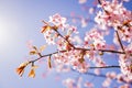 Pink Sakura blossom branch under Sakura tree shade behind sunlight ray and blue sky in background.magnificent cherry