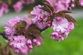 Pink sakura blossom, spring fresh flowers. Fruit tree branch. Blooming trees. Green leaves, nature background, beautiful wallpaper Royalty Free Stock Photo