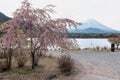 pink sakura blossom trees at lake Shoji with mt. Fuji, Yamanashi Royalty Free Stock Photo