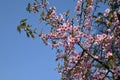 pink sakura blossom under blue sky in sunny day Royalty Free Stock Photo