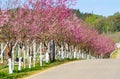 Pink sakura blossoms Background Royalty Free Stock Photo