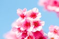 Pink sakura blossoms Background sky Royalty Free Stock Photo