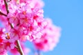 Pink sakura blossoms Background sky Royalty Free Stock Photo