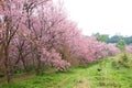 Pink sakura blossoms on dirt road in thailand