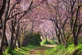 Pink sakura blossoms on dirt road in thailand Royalty Free Stock Photo