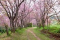 Pink sakura blossoms on dirt road in thailand