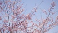 Pink sakura branches point up in blue sky in Japan