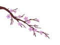 Pink sakura cherry blossom branch spring illustration white background