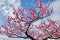 Pink sakura cherry blossom flowers in Hakone,Japan