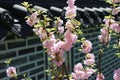 Pink sakura (cherry) blossom in Korean Garden