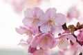 Pink Sakura, Cherry Blossom, is the most beautiful flower