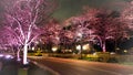 Pink sakura or cherry blossom at night in Roppongi Tokyo Midtown