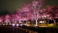 Pink sakura or cherry blossom at night in Roppongi Tokyo Midtown Royalty Free Stock Photo