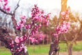 pink sakura or cherry blossom Royalty Free Stock Photo