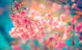 Pink sakura or cherry blossom tree with blue sky,background blur bokeh full vivid color. Royalty Free Stock Photo