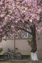 Pink sakura cherry tree in Uzhgorod