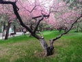 Pink Sakura in China, Beijing Royalty Free Stock Photo