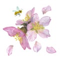 Pink sakura falling petals background and a bee. Romantic illustration. Watercolor. Royalty Free Stock Photo