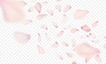 Pink sakura falling petals background. Vector illustration