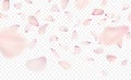 Pink sakura falling petals background. Vector illustration Royalty Free Stock Photo