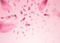 Pink sakura falling petals background. Vector illustration