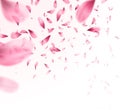 Pink sakura falling petals background. Vector illustration