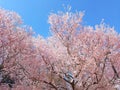pink sakura flower against blue sky with copyspace for label text Royalty Free Stock Photo