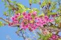 Pink Sakura flower in Ang Khang.