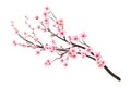 Pink sakura flower background. Watercolor cherry bud. Cherry blossom flower blooming vector. Sakura on white background. Royalty Free Stock Photo