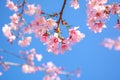 Pink Sakura flower blooming on blue sky background