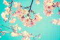 Pink Sakura flower blooming on blue sky background - vintage tone Royalty Free Stock Photo