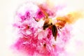 Pink Sakura flower blooming, softly blurred watercolor background. Royalty Free Stock Photo