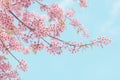 Pink sakura flower, Cherry blossom, Himalayan cherry blossom closeup background in Thailand.