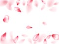 Pink sakura flower flying petals isolated on white vector background.