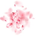 Pink sakura flower flying petals isolated on white vector background.