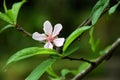 Sakura Flower in Kadoorie farm and bontanic garden Royalty Free Stock Photo