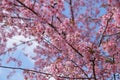 Pink sakura flower at thailand mountains