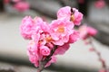 Pink sakura flowers Royalty Free Stock Photo