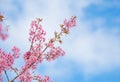 Pink sakura flowers, beautiful Cherry Blossom in nature Royalty Free Stock Photo