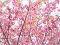 Pink sakura flowers, beautiful Cherry Blossom in nature Royalty Free Stock Photo