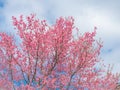 Pink sakura flowers, beautiful Cherry Blossom in nature Royalty Free Stock Photo