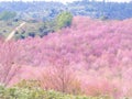 Pink sakura flowers, beautiful Cherry Blossom in nature Royalty Free Stock Photo