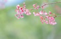 Pink sakura flowers, beautiful Cherry Blossom in nature Royalty Free Stock Photo